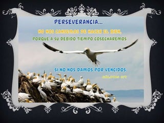 LEY DE LA IMPORTUNIDAD
 