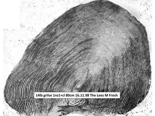 14lb grilse 1ro1+cl 80cm 16.11.98 The Lees M Fresh
 