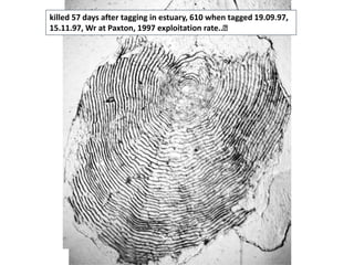 killed 57 days after tagging in estuary, 610 when tagged 19.09.97,
15.11.97, Wr at Paxton, 1997 exploitation rate..
 