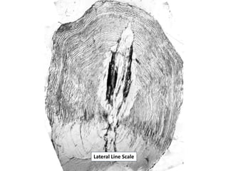 Lateral Line Scale
 