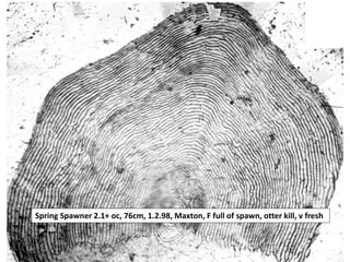 Spring Spawner 2.1+ oc, 76cm, 1.2.98, Maxton, F full of spawn, otter kill, v fresh
 