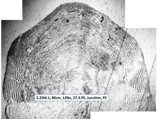 2.2SM.1, 80cm, 12lbs, 27.3.95, Junction, F
 