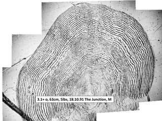 3.1+ o, 63cm, 5lbs, 18.10.91 The Junction, M
 