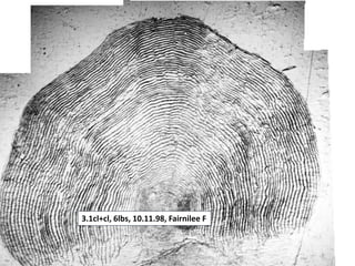 3.1cl+cl, 6lbs, 10.11.98, Fairnilee F
 