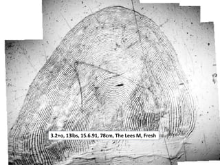 3.2+o, 13lbs, 15.6.91, 78cm, The Lees M, Fresh
 