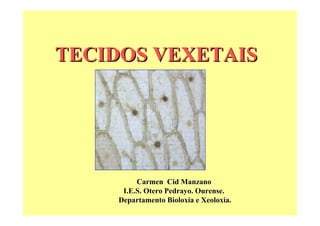 TECIDOS VEXETAIS

Carmen Cid Manzano
I.E.S. Otero Pedrayo. Ourense.
Departamento Bioloxía e Xeoloxía.

 
