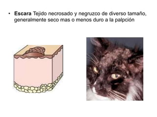 • Escara Tejido necrosado y negruzco de diverso tamaño, 
generalmente seco mas o menos duro a la palpción 
 