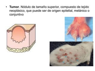 • Tumor. Nódulo de tamaño superior, compuesto de tejido 
neoplásico, que puede ser de origen epitelial, melánico o 
conjuntivo 
 