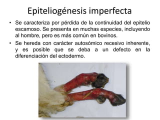 Epiteliogénesis imperfecta 
• Se caracteriza por pérdida de la continuidad del epitelio 
escamoso. Se presenta en muchas especies, incluyendo 
al hombre, pero es más común en bovinos. 
• Se hereda con carácter autosómico recesivo inherente, 
y es posible que se deba a un defecto en la 
diferenciación del ectodermo. 
 