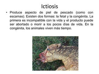 Ictiosis 
• Produce aspecto de piel de pescado (como con 
escamas). Existen dos formas: la fetal y la congénita. La 
primera es incompatible con la vida y el producto puede 
ser abortado o morir a los pocos días de vida. En la 
congénita, los animales viven más tiempo. 
 