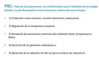 PIEL: Además de proporcionar un recubrimiento para la totalidad de los tejidos 
blandos, la piel desempeña muchas funciones adicionales que incluyen: 
• 1) Protección contra lesiones, invasión bacteriana y desecación. 
• 2) Regulación de la temperatura corporal. 
• 3) Recepción de sensaciones continúas del ambiente (tacto, temperatura y 
dolor). 
• 4) Excreción de las glándulas sudoríparas y 
• 5) Absorción de la radiación UV del sol para la síntesis de vitamina D. 
 