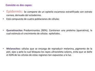 Consiste es dos capas: 
• Epidermis: Se compone de un epitelio escamoso estratificado con estrato 
corneo, derivado del ectodermo. 
• Está compuesto de cuatro poblaciones de células: 
• Queratinocitos Predominantes (90%). Contienen una proteína (queratina), la 
cual estimula el crecimiento de células epiteliales. 
• Melanocitos: células que se encarga de reproducir melanina, pigmento de la 
piel, ojos y pelo la cual bloquea los rayos ultravioleta solares, evita que se dañe 
el ADN de las células de estas regiones tan expuestas a la luz. 
 