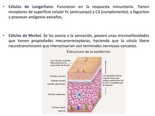 • Células de Langerhans: Funcionan en la respuesta inmunitaria. Tienen 
receptores de superficie celular Fc (anticuerpo) y C3 (complemento), y fagocitan 
y procesan antígenos extraños. 
• Células de Merkel. Se las asocia a la sensación, poseen unas microvellosidades 
que tienen propiedades mecanorreceptoras, haciendo que la célula libere 
neurotransmisores que interactuarían con terminales nerviosos cercanos. 
 