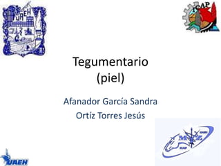 Tegumentario 
(piel) 
Afanador García Sandra 
Ortíz Torres Jesús 
 