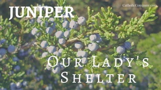 JUNIPER
O u r L a d y's
Sh e l te r
CatholicCompany.com
 