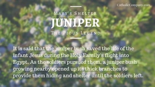 JUNIPER
The Pious Legend
Mary's Shelter
It is said that the juniper bush saved the life of the
infant Jesus during the Holy Family's flight into
Egypt. As the soldiers pursued them, a juniper bush
growing nearby opened up its thick branches to
provide them hiding and shelter until the soldiers left.
CatholicCompany.com
 