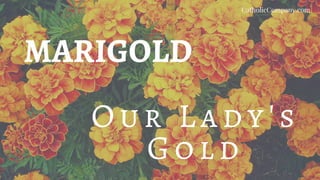 MARIGOLD
O u r L a d y's
G o ld
CatholicCompany.com
 