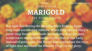 MARIGOLD
The Pious Legend
Mary's Gold
It is said that during the Holy Family's flight to Egypt
they were accosted by robbers. When they opened Mary's
purse they found these buds. In medieval days the poor
would leave marigold blossoms at the feet of Our Lady
instead of gold coins. The flower also symbolizes the rays
of light that surround the Blessed Virgin in her glory.
CatholicCompany.com
 