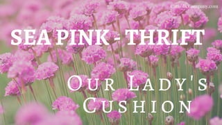 SEA PINK - THRIFT
O u r L ady 's
C u sh io n
CatholicCompany.com
 