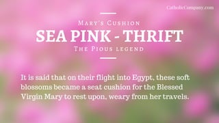 SEA PINK - THRIFT
The Pious legend
Mary's Cushion
It is said that on their flight into Egypt, these soft
blossoms became a seat cushion for the Blessed
Virgin Mary to rest upon, weary from her travels.
CatholicCompany.com
 