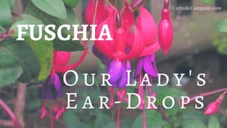 FUSCHIA
O u r L a d y's
Ea r -D r o p s
CatholicCompany.com
 