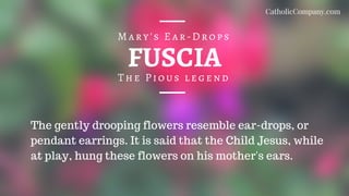 FUSCIA
The Pious legend
Mary's Ear-Drops
The gently drooping flowers resemble ear-drops, or
pendant earrings. It is said that the Child Jesus, while
at play, hung these flowers on his mother's ears.
CatholicCompany.com
 