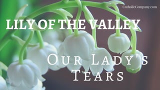 LILY OF THE VALLEY
O u r L a d y's
Tea r s
CatholicCompany.com
 