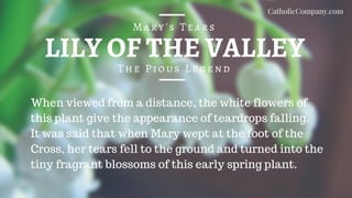LILY OF THE VALLEY
The Pious Legend
Mary's Tears
When viewed from a distance, the white flowers of
this plant give the appearance of teardrops falling.
It was said that when Mary wept at the foot of the
Cross, her tears fell to the ground and turned into the
tiny fragrant blossoms of this early spring plant.
CatholicCompany.com
 