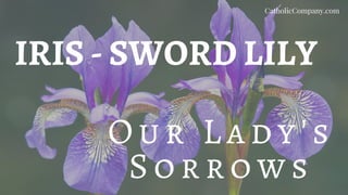 IRIS - SWORD LILY
O u r L a d y's
So r r ow s
CatholicCompany.com
 