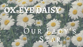 OX-EYE DAISY
Ou r L ady ’s
Star
CatholicCompany.com
 