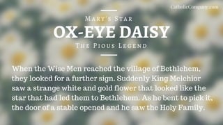 OX-EYE DAISY
The Pious Legend
Mary's Star
When the Wise Men reached the village of Bethlehem,
they looked for a further sign. Suddenly King Melchior
saw a strange white and gold flower that looked like the
star that had led them to Bethlehem. As he bent to pick it,
the door of a stable opened and he saw the Holy Family.
CatholicCompany.com
 