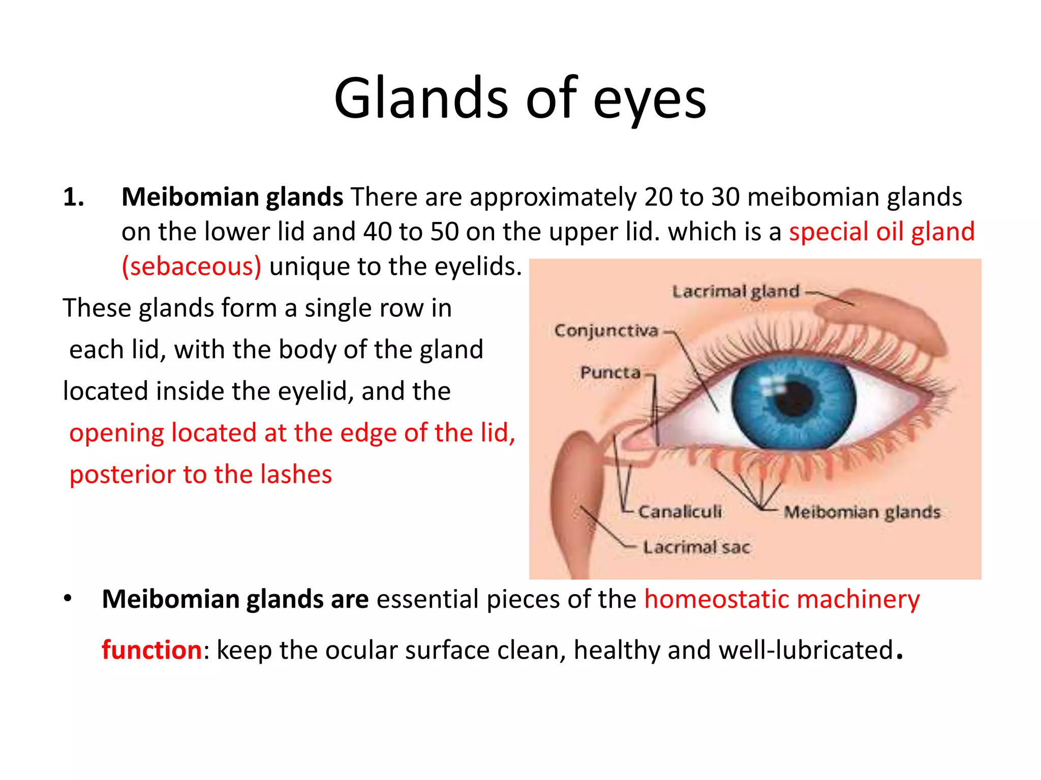 Glands of eyes
1. Meibomian glands There are approximately 20 to 30 meibomian glands
on the lower lid and 40 to 50 on the upper lid. which is a special oil gland
(sebaceous) unique to the eyelids.
These glands form a single row in
each lid, with the body of the gland
located inside the eyelid, and the
opening located at the edge of the lid,
posterior to the lashes
• Meibomian glands are essential pieces of the homeostatic machinery
function: keep the ocular surface clean, healthy and well-lubricated.
 