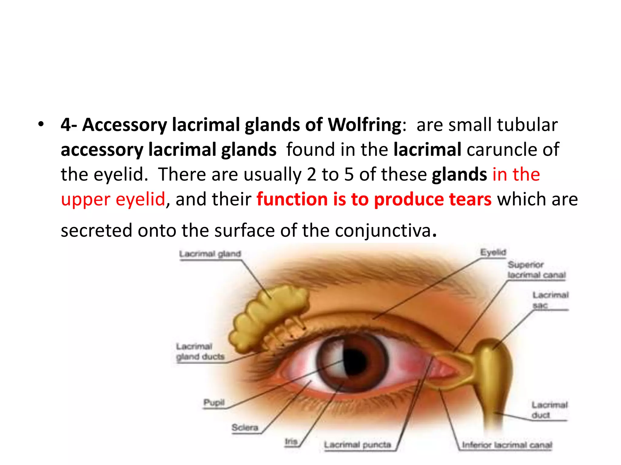 • 4- Accessory lacrimal glands of Wolfring: are small tubular
accessory lacrimal glands found in the lacrimal caruncle of
the eyelid. There are usually 2 to 5 of these glands in the
upper eyelid, and their function is to produce tears which are
secreted onto the surface of the conjunctiva.
 