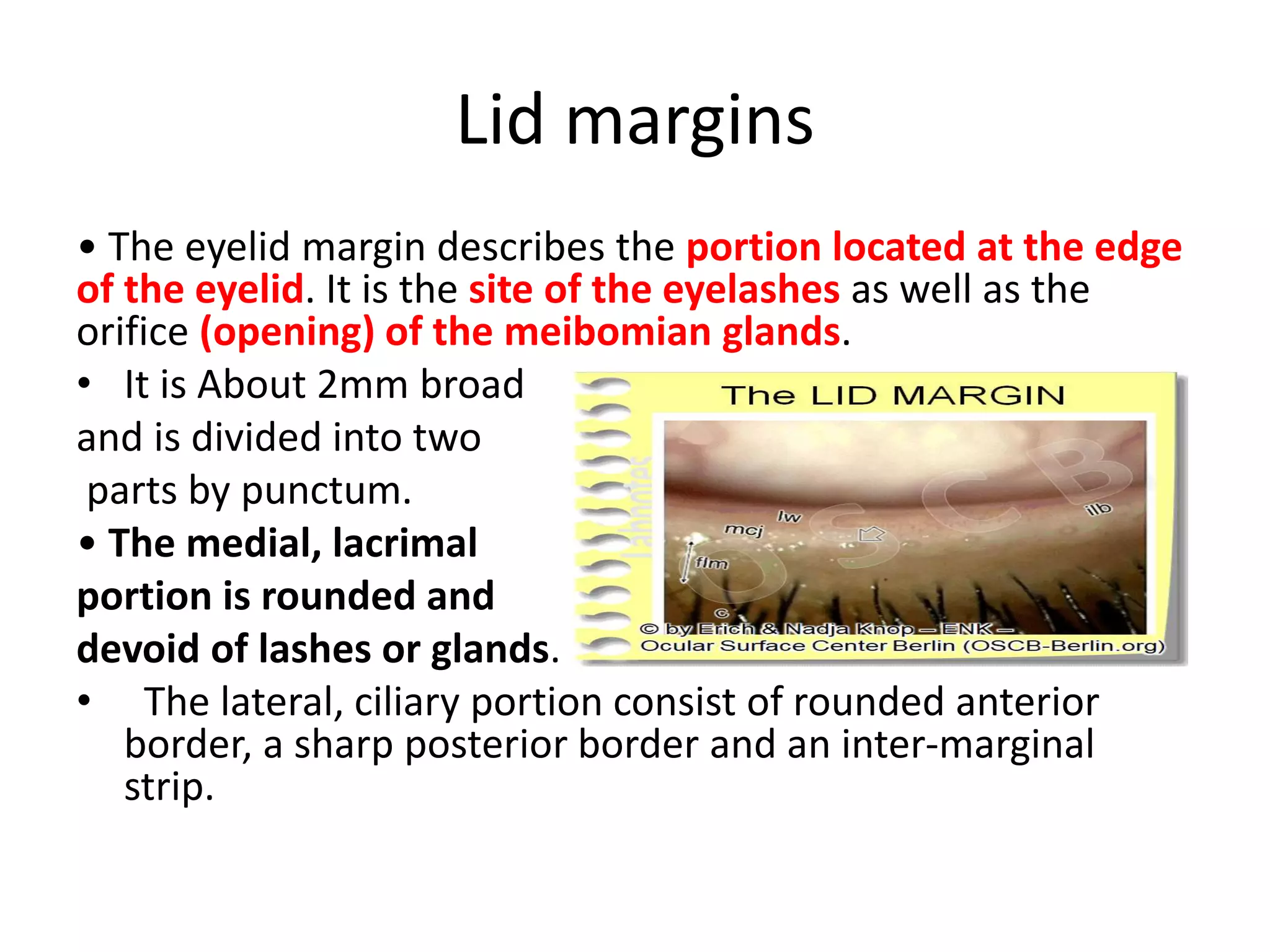 Lid margins
• The eyelid margin describes the portion located at the edge
of the eyelid. It is the site of the eyelashes as well as the
orifice (opening) of the meibomian glands.
• It is About 2mm broad
and is divided into two
parts by punctum.
• The medial, lacrimal
portion is rounded and
devoid of lashes or glands.
• The lateral, ciliary portion consist of rounded anterior
border, a sharp posterior border and an inter-marginal
strip.
 