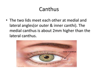 Ophthalmology | PPTX