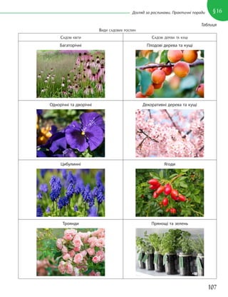107
§16
Догляд за рослинами. Практичні поради
Таблиця
ВИДИ САДОВИХ РОСЛИН
САДОВІ КВІТИ САДОВІ ДЕРЕВА ТА КУЩІ
Багаторічні Плодові дерева та кущі
Однорічні та дворічні Декоративні дерева та кущі
Цибулинні Ягоди
Троянди Прянощі та зелень
 