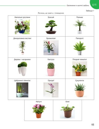 95
§15
Озеленення в житті людини
Таблиця 1
РОСЛИНИ, ЩО ЖИВУТЬ У ПРИМІЩЕННЯХ
Ампельні рослини Бонсай Пальми
Декоративно-листяні Бромелієві Папороті
Дерева і чагарники Кактуси Плодові кімнатні
Цибулинні кімнатні Орхідеї Сукуленти
Квітучі Хижі
 