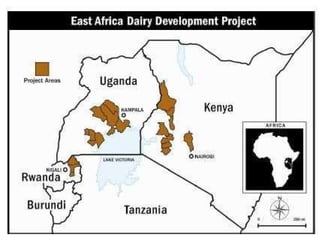 Assessment of the dairy cattle feeding systems in East Africa
