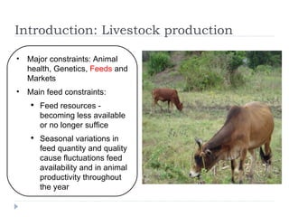 Assessment of the dairy cattle feeding systems in East Africa