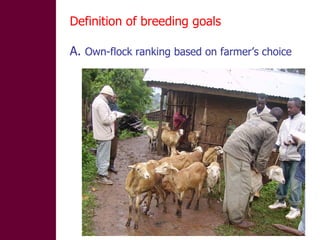 Designing and implementation of community-based breeding programs for adapted local sheep breeds in Ethiopia