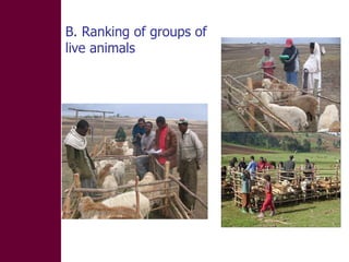 Designing and implementation of community-based breeding programs for adapted local sheep breeds in Ethiopia
