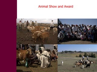Designing and implementation of community-based breeding programs for adapted local sheep breeds in Ethiopia