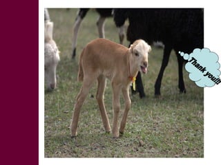 Designing and implementation of community-based breeding programs for adapted local sheep breeds in Ethiopia