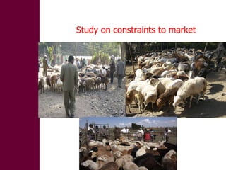 Designing and implementation of community-based breeding programs for adapted local sheep breeds in Ethiopia