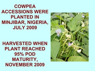 Yield and nutritive quality of genetically diverse cowpea accessions for use as food-feed crops