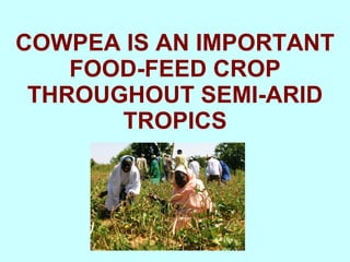 Yield and nutritive quality of genetically diverse cowpea accessions for use as food-feed crops