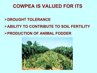 Yield and nutritive quality of genetically diverse cowpea accessions for use as food-feed crops