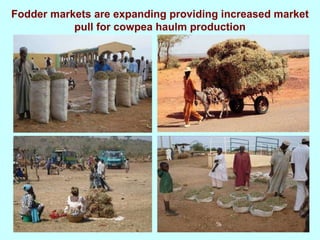 Yield and nutritive quality of genetically diverse cowpea accessions for use as food-feed crops