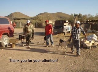 Important aspects and limitations in considering community-based breeding programs for low-input smallholder livestock systems 