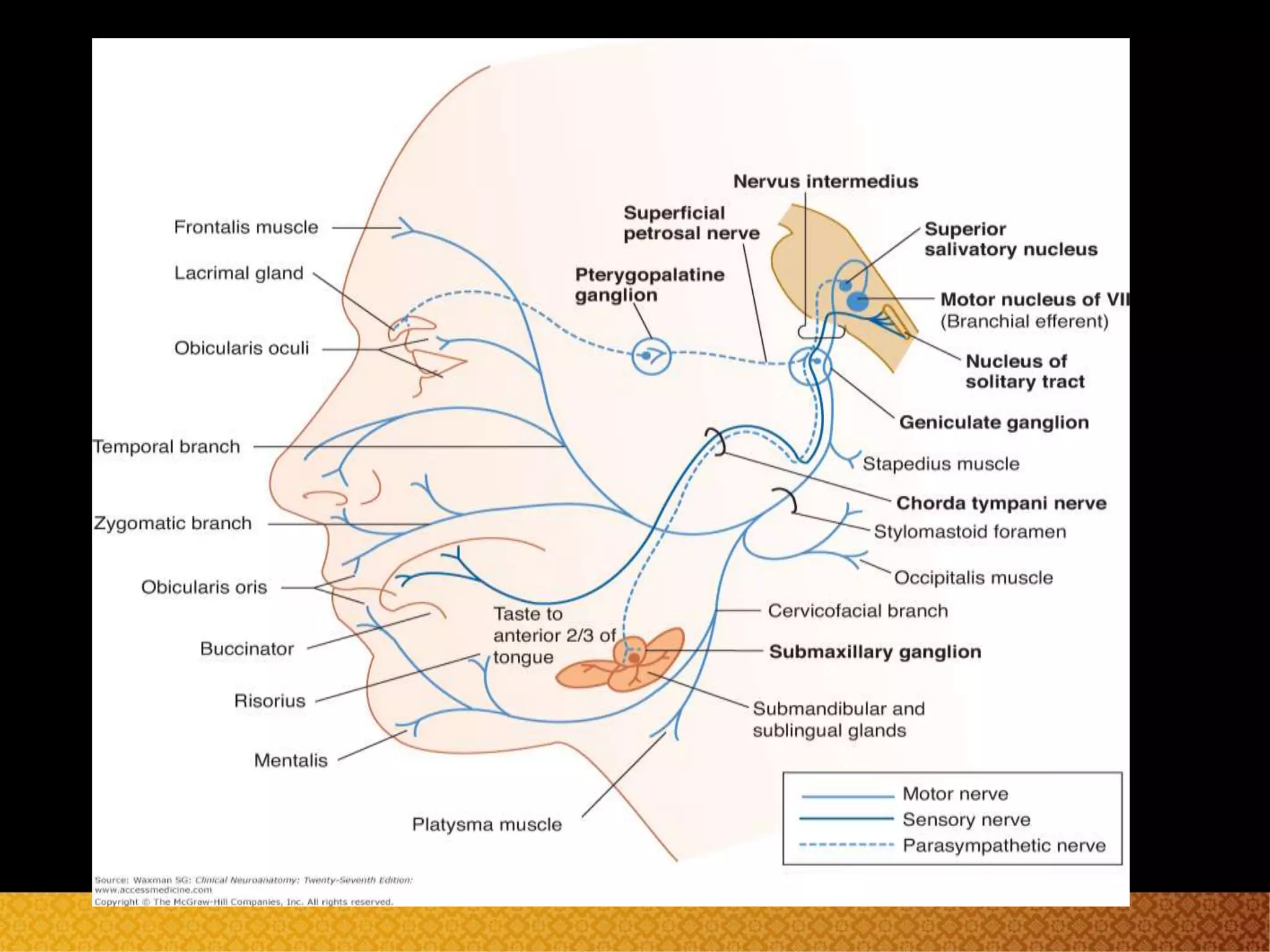 Trigeminal nerve and facial nerve neuroanatomy | PPT